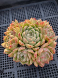 *GLGhybrid(1-566) Echeveria Agavoides hybrid 东云杂