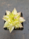 Haworthia Xantha Gold varigated 黄金凝脂菊锦