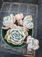 *GLGhybrid (2-77) Echeveria Mexican Snowball hybrid 墨西哥雪球杂