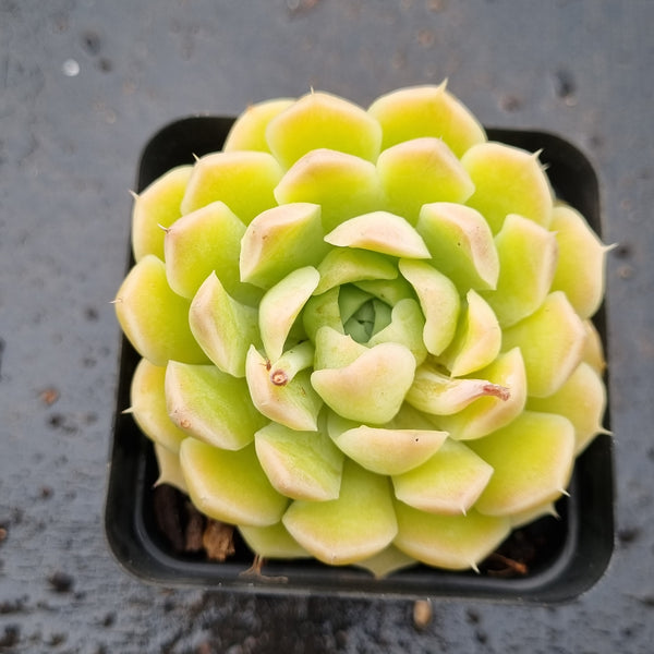 *GLGhybrid(1-1604) Echeveria Elegans 'Alba' hybrid 白月影杂