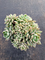 *GLGhybrid(1-662) Sedum Perezdelarosae hybrid 焦糖精灵杂