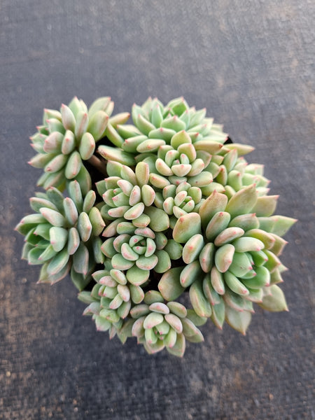 *GLGhybrid(1-662) Sedum Perezdelarosae hybrid 焦糖精灵杂