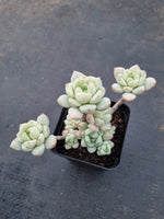 GLGhybrid - Sedum clavatum × Echeveria derenbergii 胭脂泪
