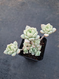 GLGhybrid - Sedum clavatum × Echeveria derenbergii 胭脂泪