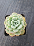 Echeveria 'Selena' 雪花