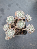*GLGhybrid(1-350) Graptopetalum Red Bean 姬红豆