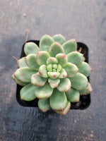 Pachyveria Paradoxa aka. Chanel 香奈