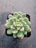 Pachyveria Paradoxa aka. Chanel 香奈