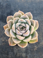 *GLGhybrid(1-110) Echeveria elegans 'Albicans' hybrid 阿尔卑斯厚叶月影杂