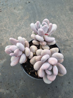 11cm pot Pachyphytum sp. 白美人