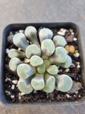 Frithia Window