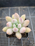 *GLGhybrid(1-65) Pachyphytum hybrid 厚叶草属杂
