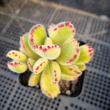 Cotelydon Tomentosa variegated - white form 白熊