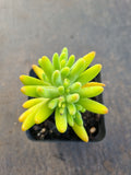 Sedum corynephyllum 八千代