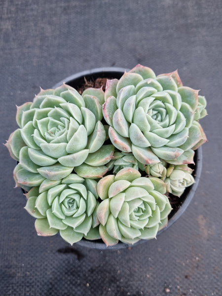*GLGhybrid(2-313) Echeveria Hyalina hybrid 海琳娜杂