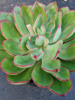 *GLGhybrid(2-363) Echeveria Pulidonis Veracruz hybrid 红边灵影杂