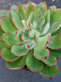 *GLGhybrid(2-363) Echeveria Pulidonis Veracruz hybrid 红边灵影杂