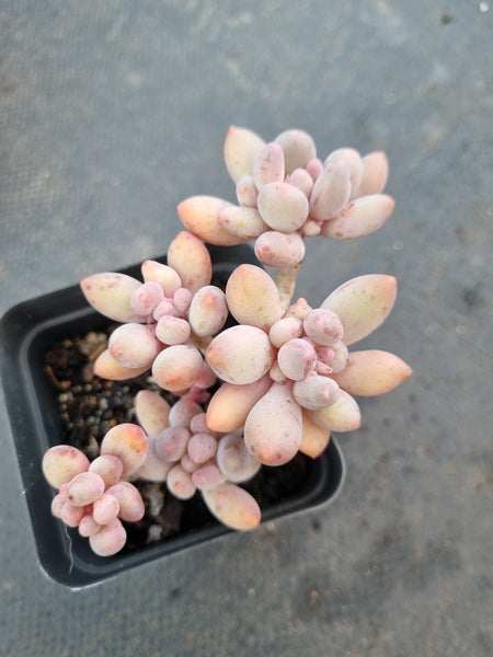 *GLGhybrid(1-1066) Pachyphytum Baby Finger hybrid 婴儿手指杂
