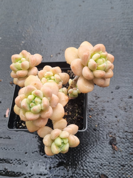 *GLGhybrid(1-1468) Graptopetalum ‘Blush Danko’ 绯丸