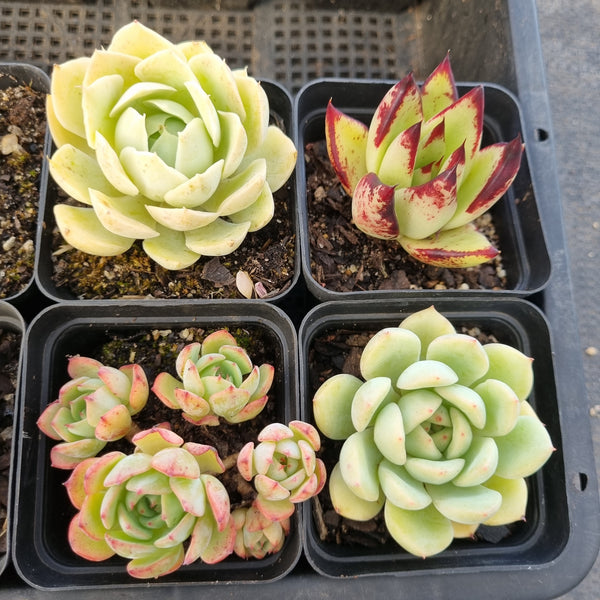 *GLGhybrid(1-1691) Special hybrid pack of 4