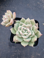 Echeveria 'Pink baby rose' 粉色蔷薇