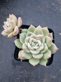 Echeveria 'Pink baby rose' 粉色蔷薇