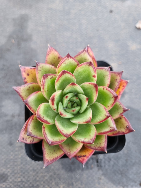 *GLGhybrid(1-1193) Echeveria Romeo hybrid 血罗杂