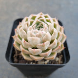 *GLGhybrid(1-1654) Echeveria Mexico Minima hybrid 墨姬杂