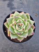 *GLGhybrid(2-357) Echeveria Moon stone hybrid 月晶石杂