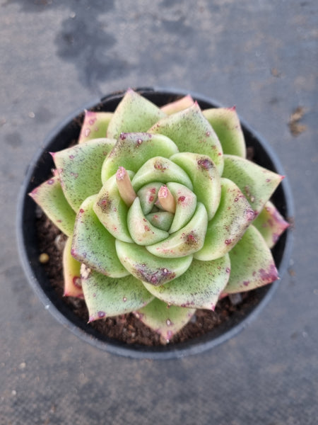 *GLGhybrid(2-357) Echeveria Moon stone hybrid 月晶石杂