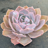 *GLGhybrid(2-389) Echeveria shaviana hime hybrid 沙维娜杂