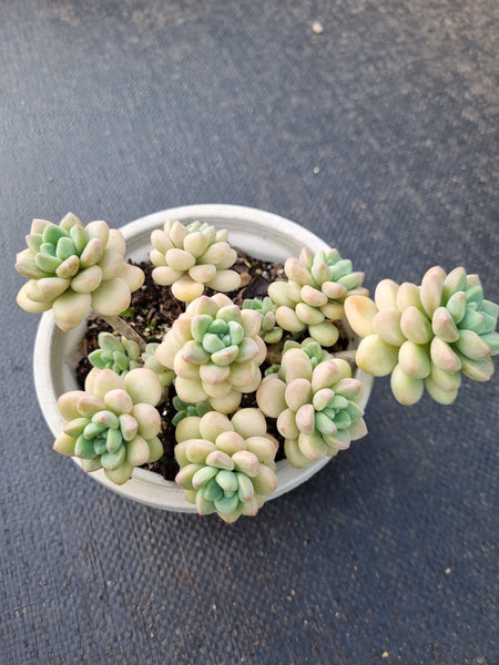 *GLGhybrid(2-376) Graptopetalum ‘Blush Danko’ 绯丸