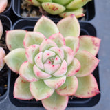 *GLGhybrid(1-502) Special hybrid pack of 4