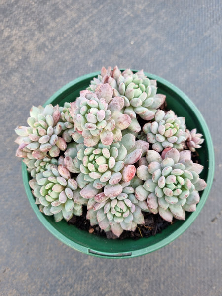 11cm Echeveria setosa var. deminuta x lilacina 姬小光11cm盆