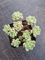*GLGhybrid(1-719) Graptopetalum Mendozae hybrid 丸姬杂