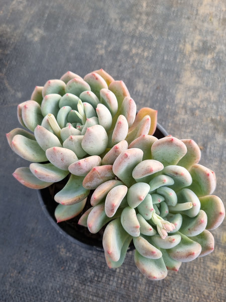 *GLGhybrid (2-175) Pachyveria Elaine hybrid 香水杂