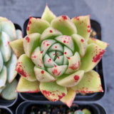 *GLGhybrid(1-508) Special hybrid pack of 4