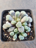 Frithia Window
