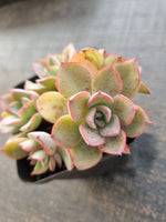 *GLGhybrid(1-831) Echeveria Ballsii Hybrid 灰姑娘杂