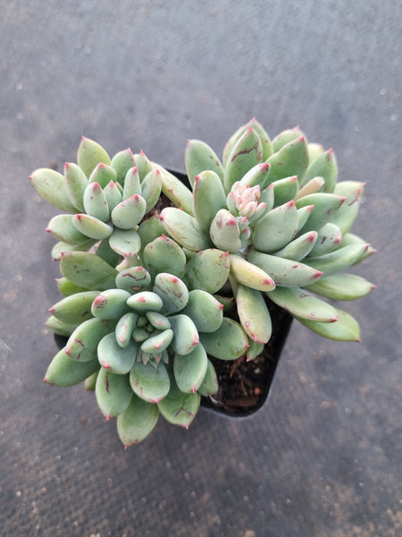 *GLGhybrid(1-1021) Pachyphytum Baby Finger hybrid 婴儿手指杂