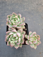 *GLGhybrid(1-924) Echeveria Bradburiana hybrid 火焰杯杂