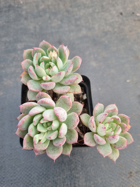 *GLGhybrid(1-924) Echeveria Bradburiana hybrid 火焰杯杂