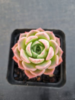 *GLGhybrid(1-1138) Special hybrid pack of 4