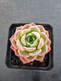 *GLGhybrid(1-1138) Special hybrid pack of 4