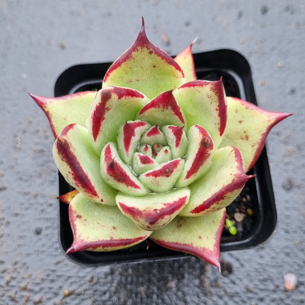 *GLGhybrid(1-1593) Echeveria agavoides Ebony hybrid 乌木杂
