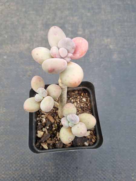 *GLGhybrid(1-1081) Pachyveria 'Concubine's Finger' 贵妃手指