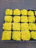 Sedum 'Tokyo Sun' 黄金万年草