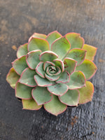 *GLGhybrid(1-646) Echeveria hybrid