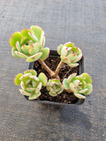 *GLGhybrid(1-844) Echeveria Derenbergii hybrid 静夜杂