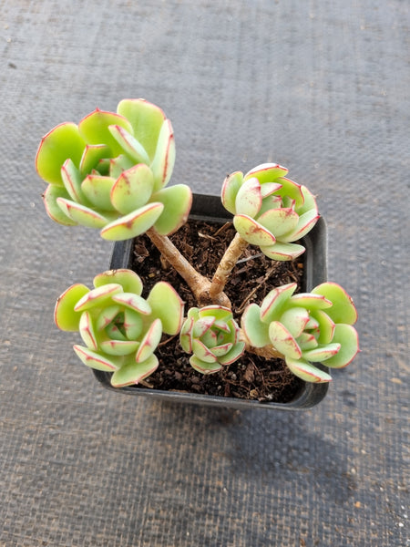 *GLGhybrid(1-844) Echeveria Derenbergii hybrid 静夜杂
